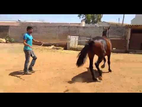 Braune Stute, viel Escalera Blut, 3 jährig (Zuchtaufgabe 4 Stuten)