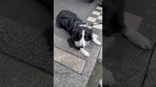 [問卦] 你嚇到他了 他要睡覺!