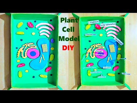 Animal Cell Model 3D model making using cardboard and paper howtofunda still model