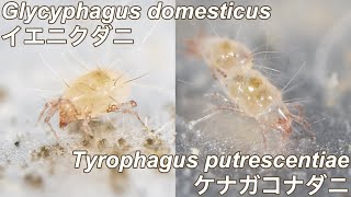 イエニクダニとケナガコナダニを探そう
