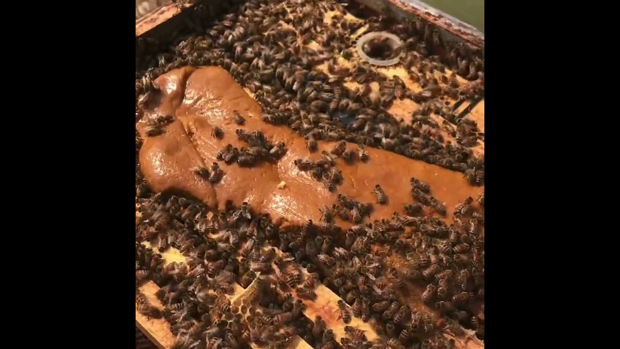 Bees are eating 1lb Pollen Patty every 3 days.