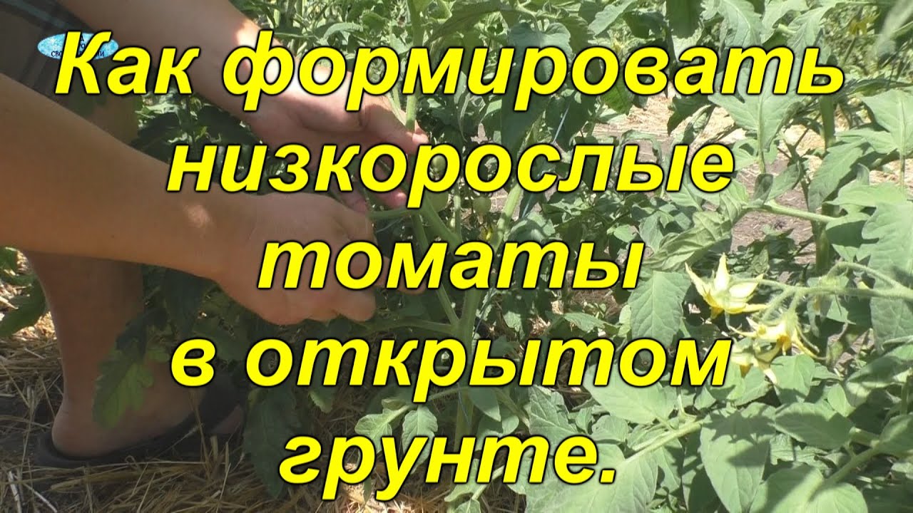 Формировка низкорослых томатов в ОГ от А до Я. [Наглядно]