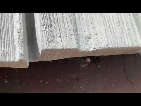Odorous House Ants Using Crack in the Foundation as a Road in North Brunswick, NJ
