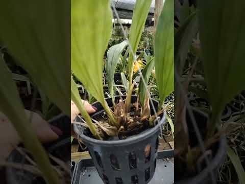 ZAP 11930050033 pedido de Osmair de Goiás @Mais Orquídeas