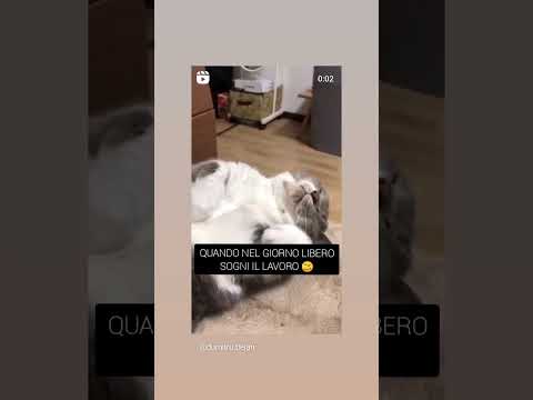 @marialuisaduma2699 #lasfigatta2