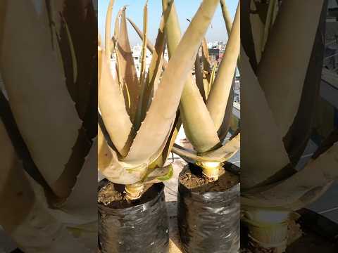 , title : 'Aloe Vera Plant Care // एलोवेरा की देखभाल कैसे करें😉 #shorts #aloevera'