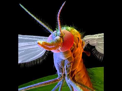 Perfect Stranger - A Mosquito Bit My Leg (Manu Ferrantini rmx)