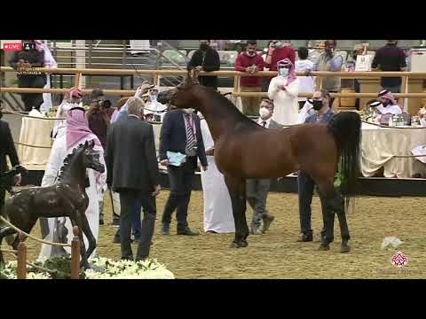 N 442 GAZWAN AL NASSER   23rd Qatar National Arabian Horse Show   Stallions 11+ Years Old Class 14