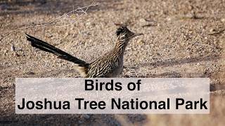 Birds of Joshua Tree National Park