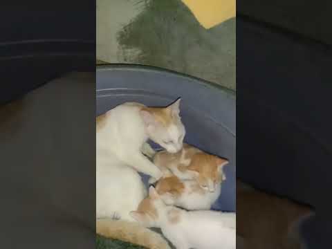 pencita kucing ❤️❤️❤️