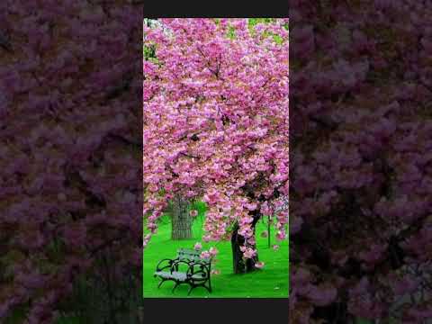 beautiful flowers 🌹🌹🌹🌹🌹🌹 manika