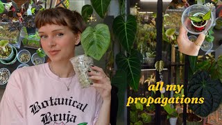 getting ALL of my propagations potted up & trying some new setups! 🌱
