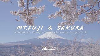 [遊記] 富士山&櫻花/山中湖/河口湖/新倉山(影片)