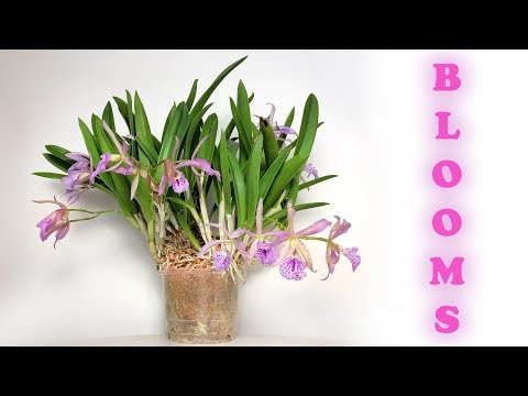 Windowsill Orchids in Bloom in December 2018