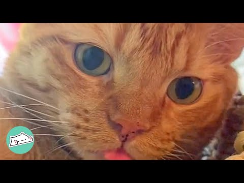 Stray Cat Just Walked Inside a House and Never Left | Cuddle Buddies