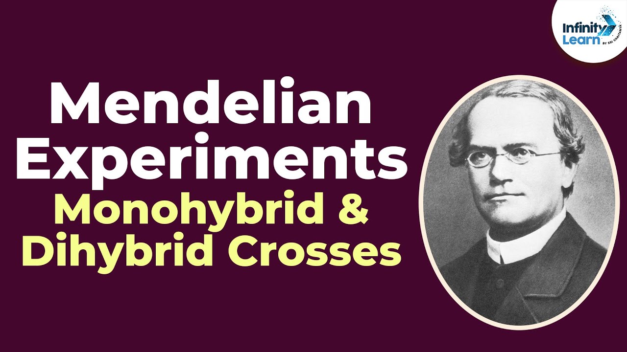 Genetics - Mendelian Experiments - Monohybrid and Dihybrid Crosses - Lesson 3 | Don't Memorise