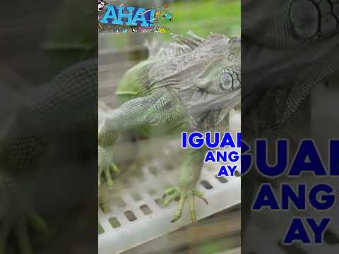 Iguana trivia time! #shorts AHA!