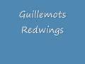 guillemots redwings