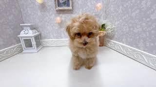 ハーフ犬の動画01
