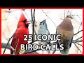 25 Iconic Bird Sounds