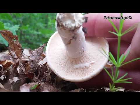 "PUTEM BELIH MLECNICA"-lactarius piperatus