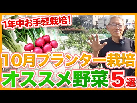 ほうれん草の10月に種まきする野菜は何ですか