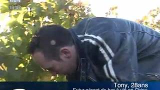 preview picture of video 'Chinon : Top départ pour les vendanges 2008 !'