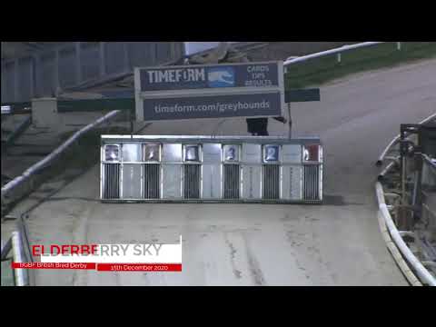 Elderberry Sky - BGBF British Bred Derby