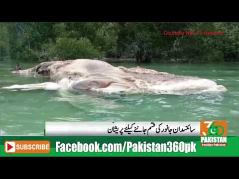 Huge mysterious sea creature washes up on beach in Indonesia