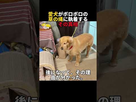 愛犬がボロボロの草の縄に執着する、その真相#犬のいる暮らし #ペットのいる生活 #感動 #泣ける話 #涙腺崩壊