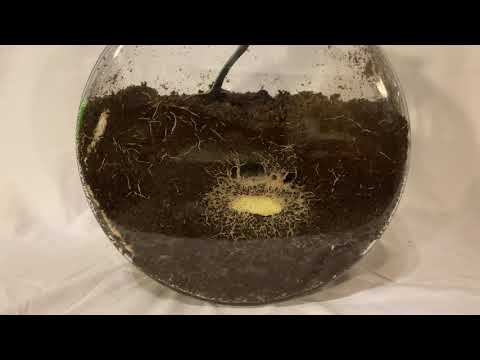 White Worms: Intro of our demonstration culture