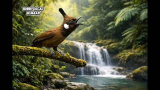 Download lagu Masteran Cililin Long Shot   Suara Air Terjun Jernih | Mengisi Stone Magpie Mari Tembak & Gulir mp3