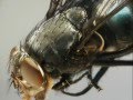 The Tiger Lillies - Flies 