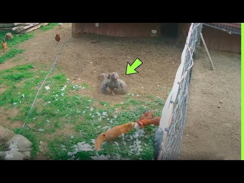 GALLO SCIVOLO VIOLENTO A RAPOSA