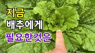 지금부터 배추에게 가장 필요한것은?