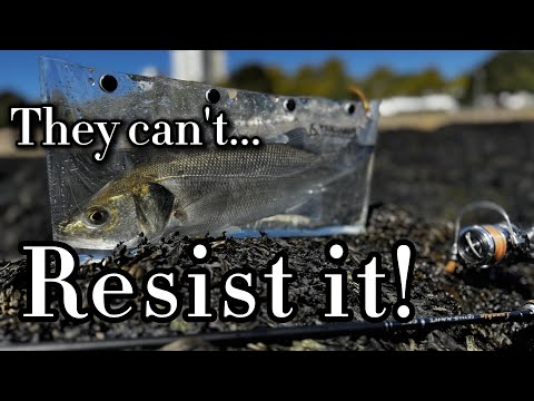 Robalos CAN’T RESIST this technique! Douro River Fishing