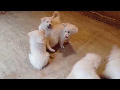 Berger Blanc Suisse Welpe kaufen