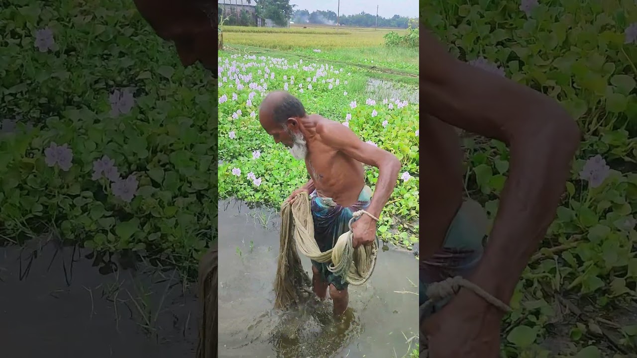 Cast Net Fishing Video In Pond #fishing #shorts