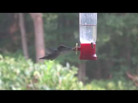 Hummingbird battles wasps
