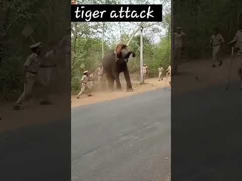 Tiger Attacks Elephant: Rare Wild Encounter! 🐅🐘