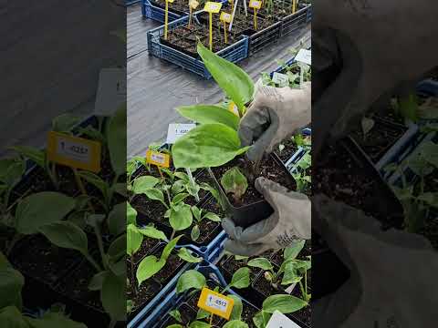 фото хосты. корневища от 22 руб. 50+ сортов. для тени и полутени 0