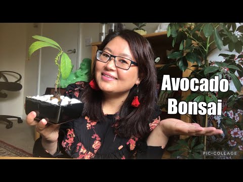 Making avocado bonsai tree ||Transferring avocado from water to soil  #bonsai#avocado #tree