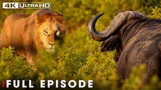 African Lion | The Price of the Deadliest Battles | FULL EPISODE | Wildlife Documentary