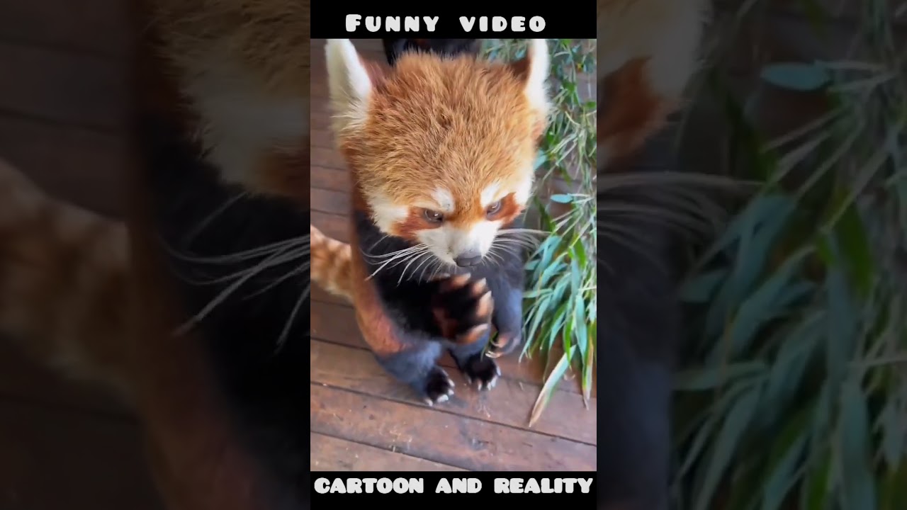 Red Panda | Funny video
