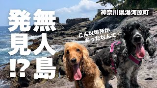 【お散歩スポット巡り#51】無人島発見！？こんな場所があったなんて　イングリッシュコッカースパニエル「みみ」 の気持ち