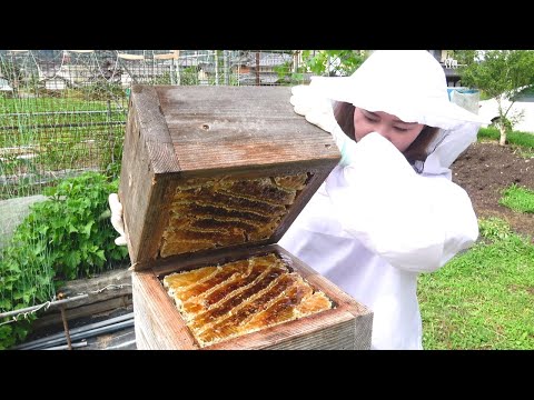 , title : 'Traditional Japanese honey harvest. Apis cerana japonica'