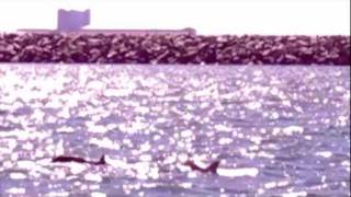 digital dolphinz killdie binary sorcerer 2012 alien greys