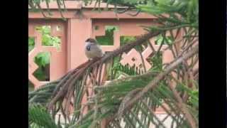 Lovely Sparrows by musicmurali from Jaipur, India