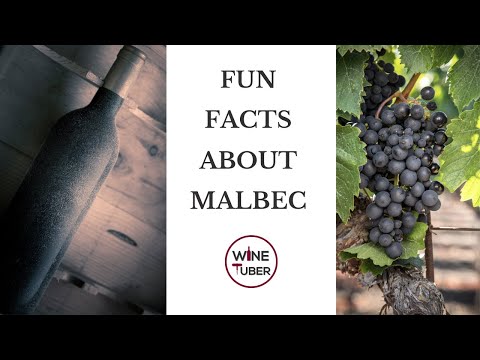Fun facts about Malbec. French vs. Argentinian Malbec | @WineTuber