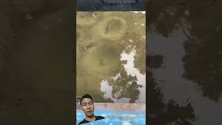 Download lagu sarang ikan mujaer nila lubang mp3